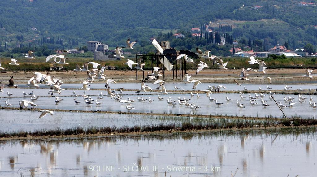 Green Place Portoroz Rc Εξωτερικό φωτογραφία